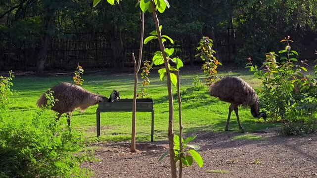 Emu (dromaius novaehollandiae) in a lush green zoo enclosure