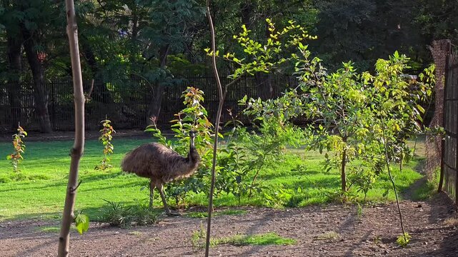 Emu (dromaius novaehollandiae) in a lush green zoo enclosure