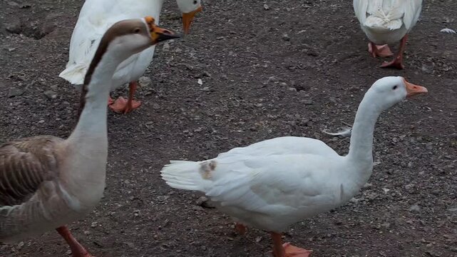 Common white domestic goose in zoo enclosure