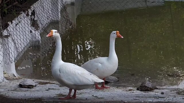 Common white domestic goose in zoo enclosure