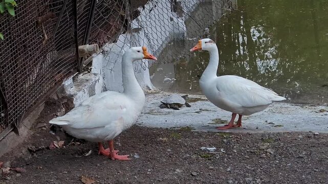 Common white domestic goose in zoo enclosure