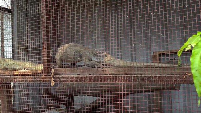 Rhinoceros iguana (cyclura cornuta). Conservation concept