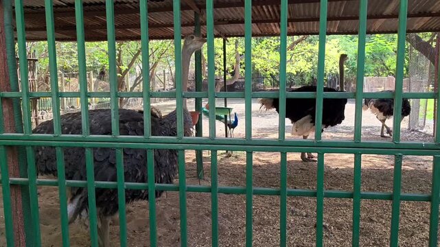 Common ostrich standing in zoo enclosure behind metal fence