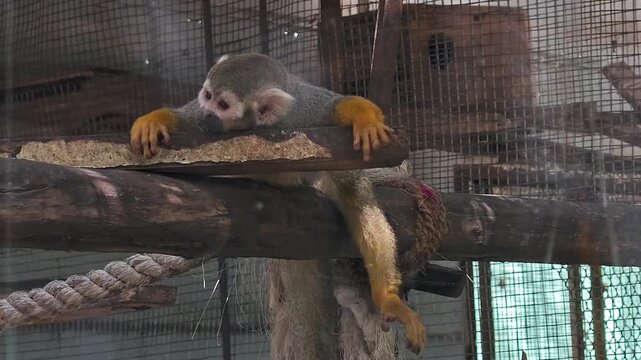 Playful squirrel monkey in zoo enclosure