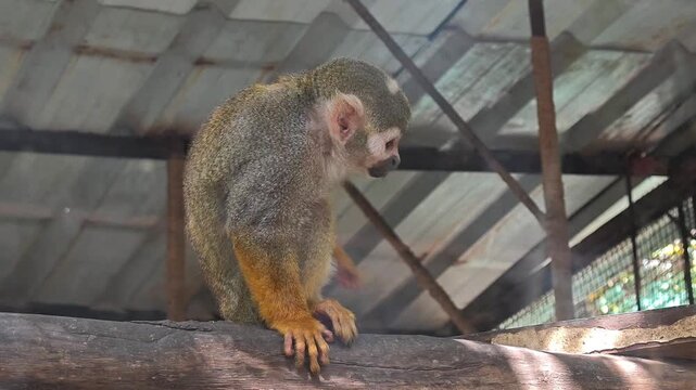 Playful squirrel monkey in zoo enclosure