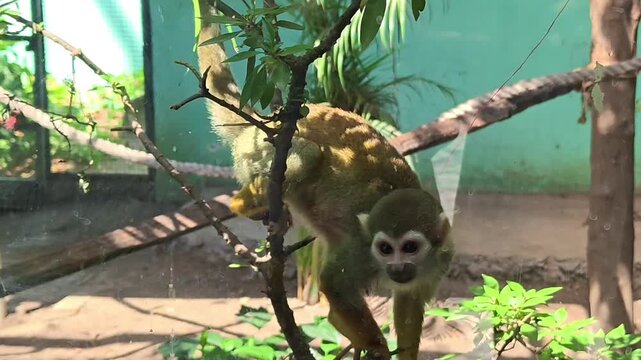 Playful squirrel monkey in zoo enclosure