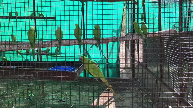Rose-ringed parakeets perched in zoo aviary enclosure