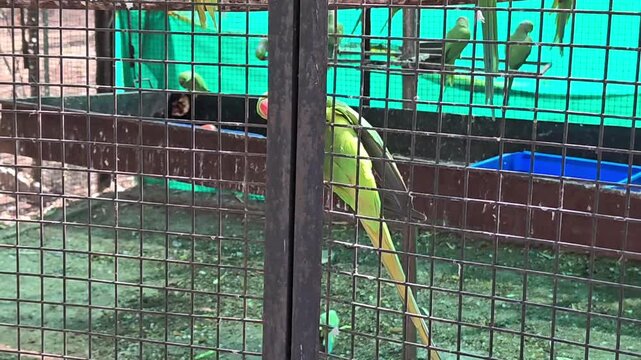Rose-ringed parakeets perched in zoo aviary enclosure