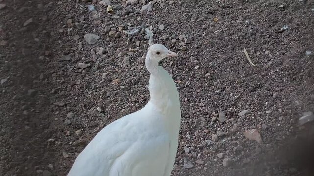 White peacock in the garden. Wildlife and nature concept