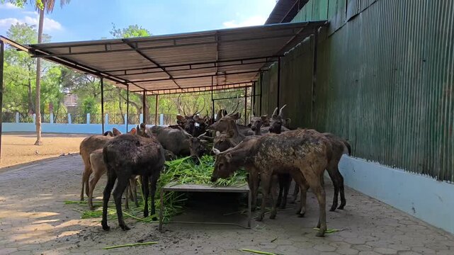Herd of sambar deer (rusa unicolor) feeding on green grass in a wildlife sanctuary