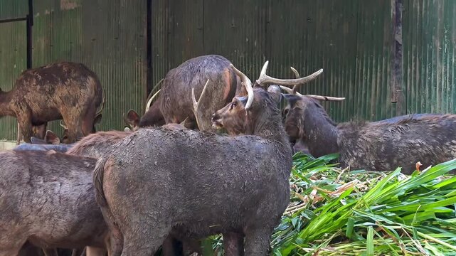 Herd of sambar deer (rusa unicolor) feeding on green grass in a wildlife sanctuary