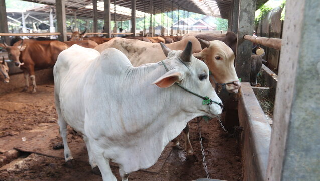 White Brahman Cow in Farm Pen with Rope Leash and Muddy Ground
