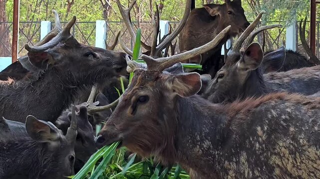 Herd of sambar deer (rusa unicolor) feeding on green grass in a wildlife sanctuary