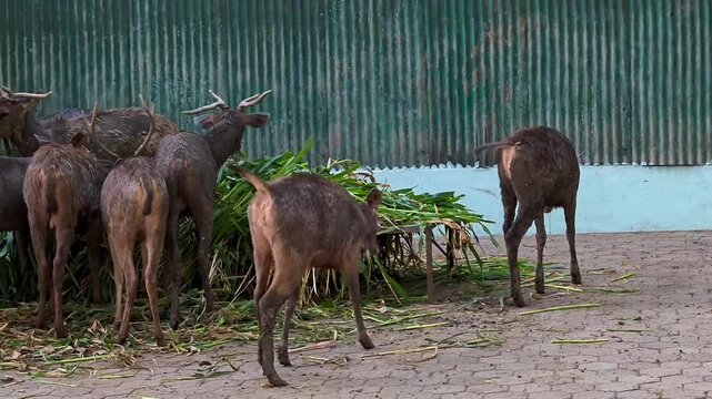 Herd of sambar deer (rusa unicolor) feeding on green grass in a wildlife sanctuary