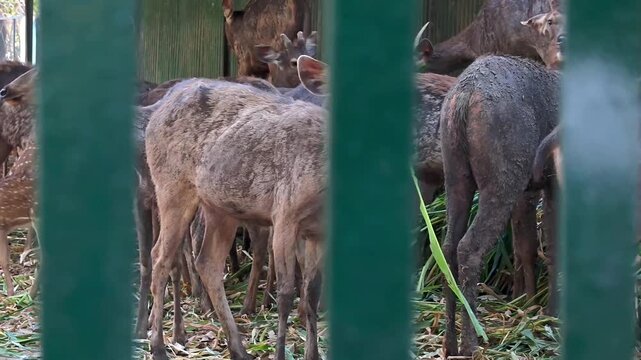 Herd of sambar deer (rusa unicolor) feeding on green grass in a wildlife sanctuary