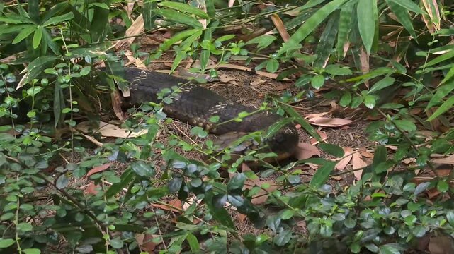 King cobra (ophiophagus hannah) in natural habitat