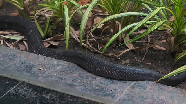 Black snake crawling on the ground