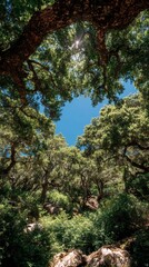 Fototapeta premium Looking up at lush green oak tree canopy forming natural heart shape against clear bright blue sky in serene sunlit woodland environment for nature concept