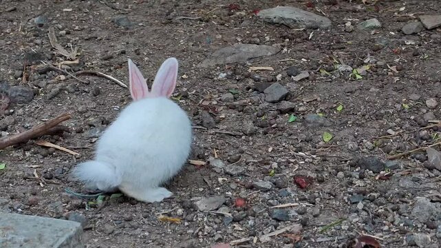 White rabbit with pink eyes sitting in a garden habitat