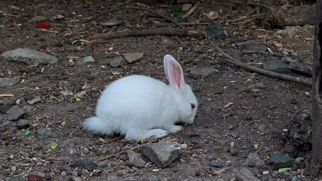 White rabbit with pink eyes sitting in a garden habitat