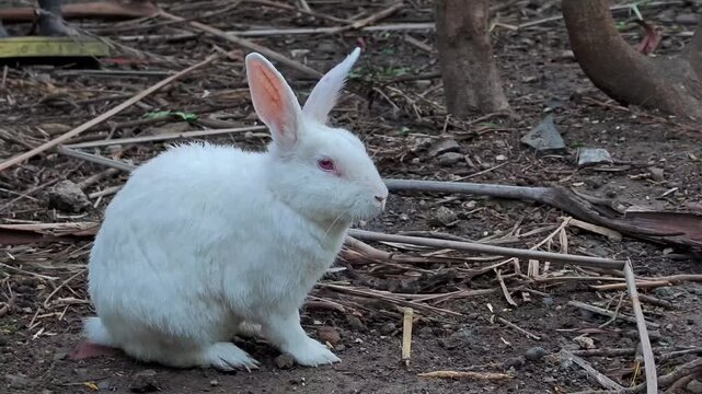 White rabbit with pink eyes sitting in a garden habitat