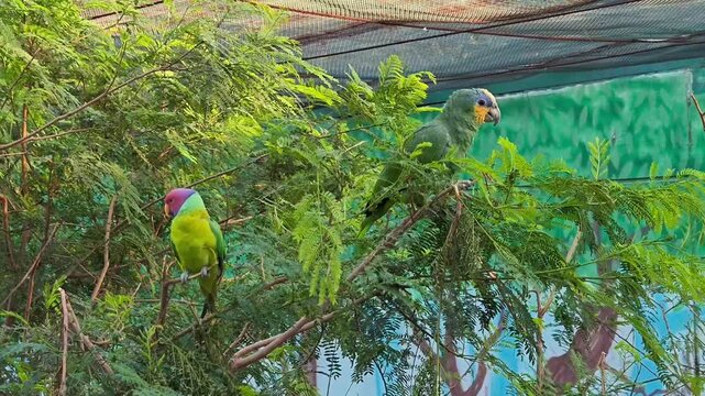 Plum-headed Parakeet and Orange-winged Amazon Parrot Perched on a Branch