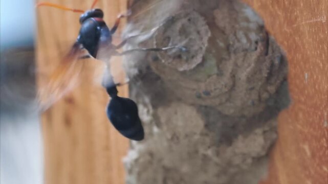 Close-up of a large wasp building its nest on a wooden surface.