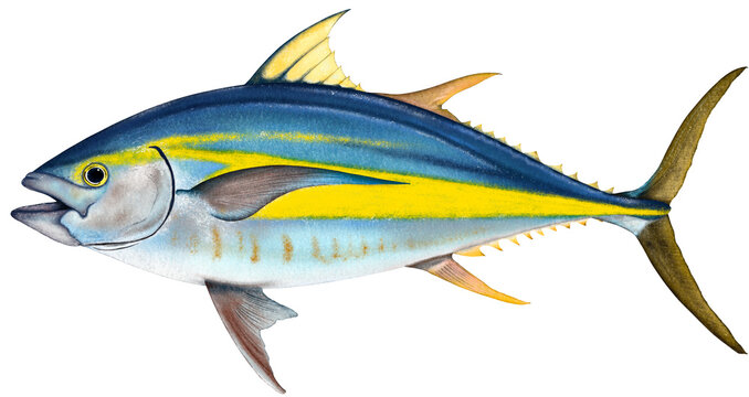 Tuna world