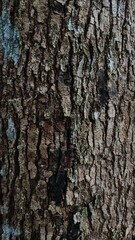Obraz premium Close up texture of rough tree bark with natural moss and lichen. organic background.