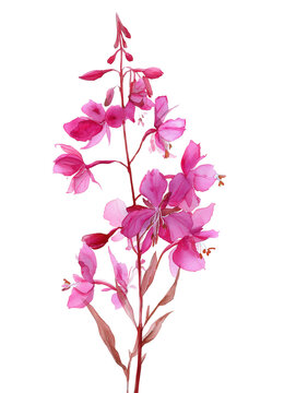 Watercolor illustration of a pink fireweed flower. Cut out illustration of summer wild flower. Blooming sally flower, willowherb, botanical sketch isolated on transparent background.