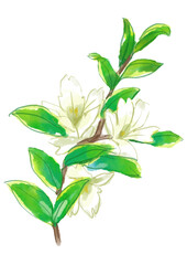 Fototapeta premium 咲き誇るハクチョウゲの花の手描きの水彩イラスト(透過PNG)