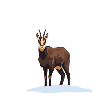 Alpine chamois vector illustration standing on snow isolated on white