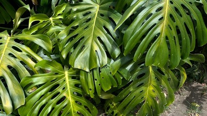 Wide landscape shot of lush green Monstera Deliciosa leaves © Eranga Ekanayake