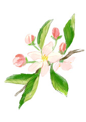 Obraz premium 咲き誇るリンゴの花の手描きの水彩イラスト