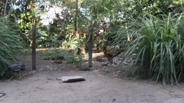 chickens pecking on the ground, free-range chickens in a traditional farming in a rural area in Java, Indonesia; the chickens raised traditionally