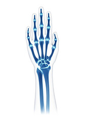 Fototapeta premium detailed human wrist and forearm bones, radius and ulna, rendered in vibrant blue and cyan tones, subtle soft tissue outline, against a transparent background, concept of anatomical medical