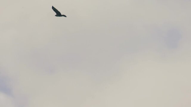 Common buzzard gliding in flight against clear sky in slow motion showing wings and silhouette in natural habitat in the United Kingdom