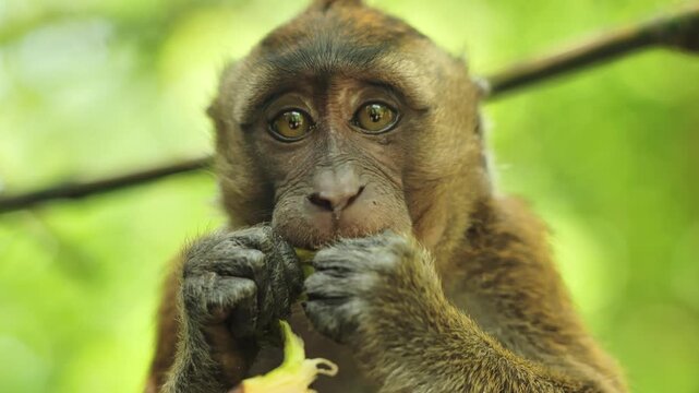 Close Up of Authentic wildlife macaque eating banana, focused eyes in jungle