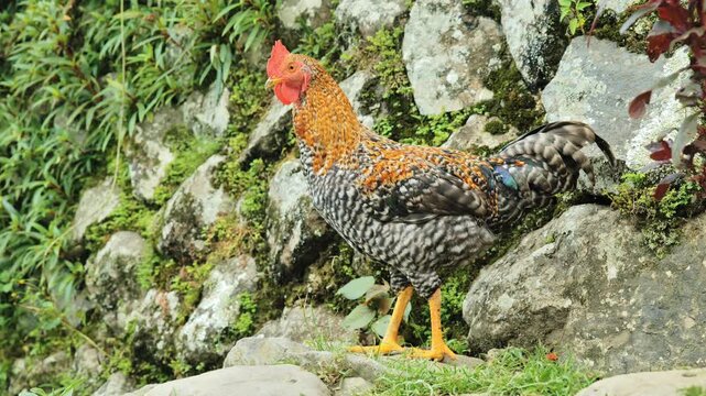 Vibrant rural rooster stands on rocky terrain turning head in lush Philippine