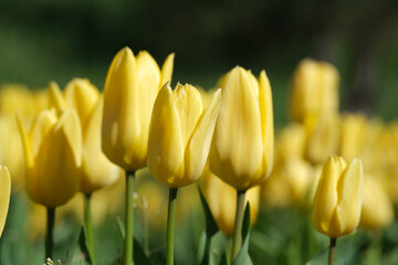 Obraz premium Blooms of bright yellow tulips dancing in the gentle spring breeze