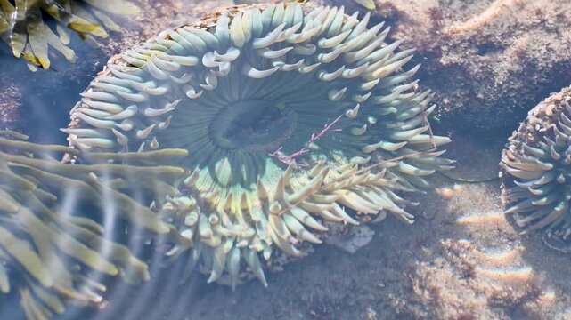 An aerial shot reveals two green sea anemones submerged in a shallow tidepool at Laguna Beach; sunlight dances across their circular tentacles as gentle waves ripple overhead.