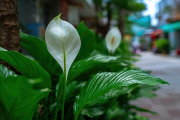 Obraz premium 通りの緑の葉の間に白い花が咲く