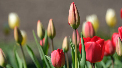 Naklejka premium Vibrant tulips bloom in a sunny spring garden