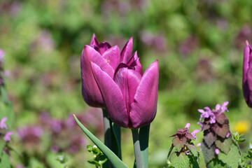 Obraz premium Purple tulips bloom in a vibrant spring garden
