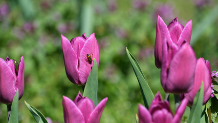 Obraz premium Bright pink tulips bloom as a bee collects nectar in springtime garden
