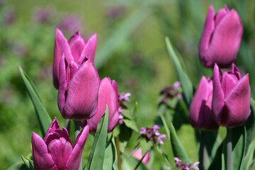 Obraz premium Vibrant purple tulips blooming in a sunny garden setting