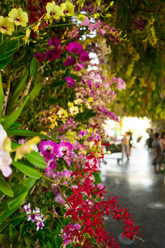 Colorful Orchids in flowerpots and hanging  from the ceiling of steel beam,Tunnel interior design with flower and ornamental  with sunlight background.