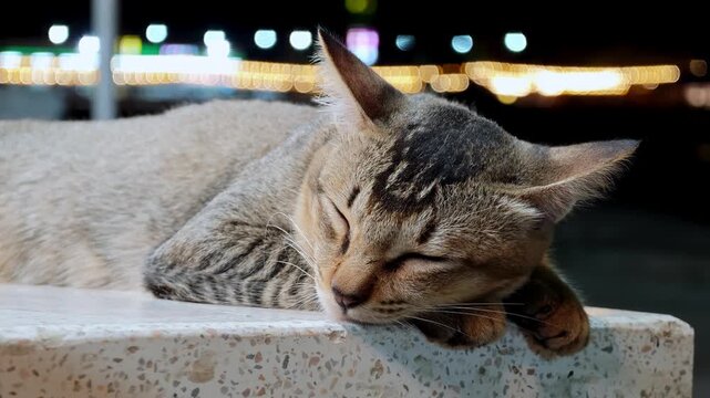 Curious cat relaxing at night urban setting calm atmosphere close-up view feline serenity