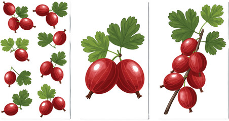 Red gooseberry fruit vector illustration set with berries on branches and leaves, fresh organic garden fruit, botanical flat design collection isolated on background © MstLinaAkter