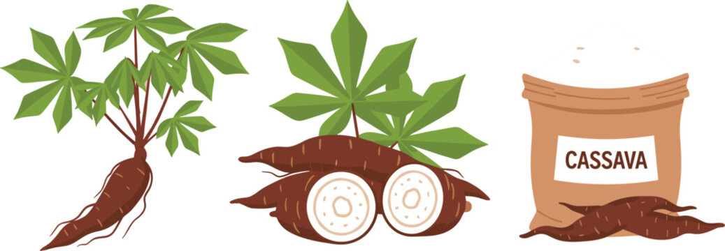 Cassava plant and root vector illustration set with sliced tuber and labeled sack, tropical agriculture crop, organic food source, botanical flat design isolated background